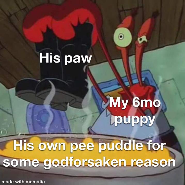 His paw My 6mo puppy His own pee puddle for some godforsaken reason made with mematic
