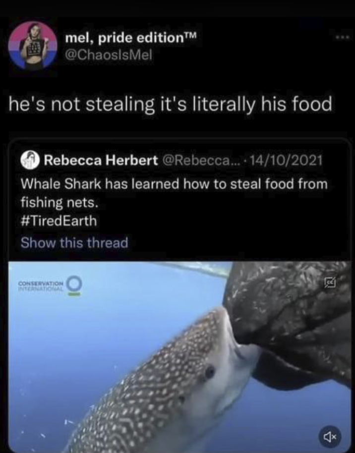 mel, pride edition™ @ChaoslsMel he's not stealing it's literally his food Rebecca Herbert @Rebecca.... 14/10/2021 Whale Shark has learned how to steal food from fishing nets. #TiredEarth Show this thread CONSERVATION NTERNATIONAL E
