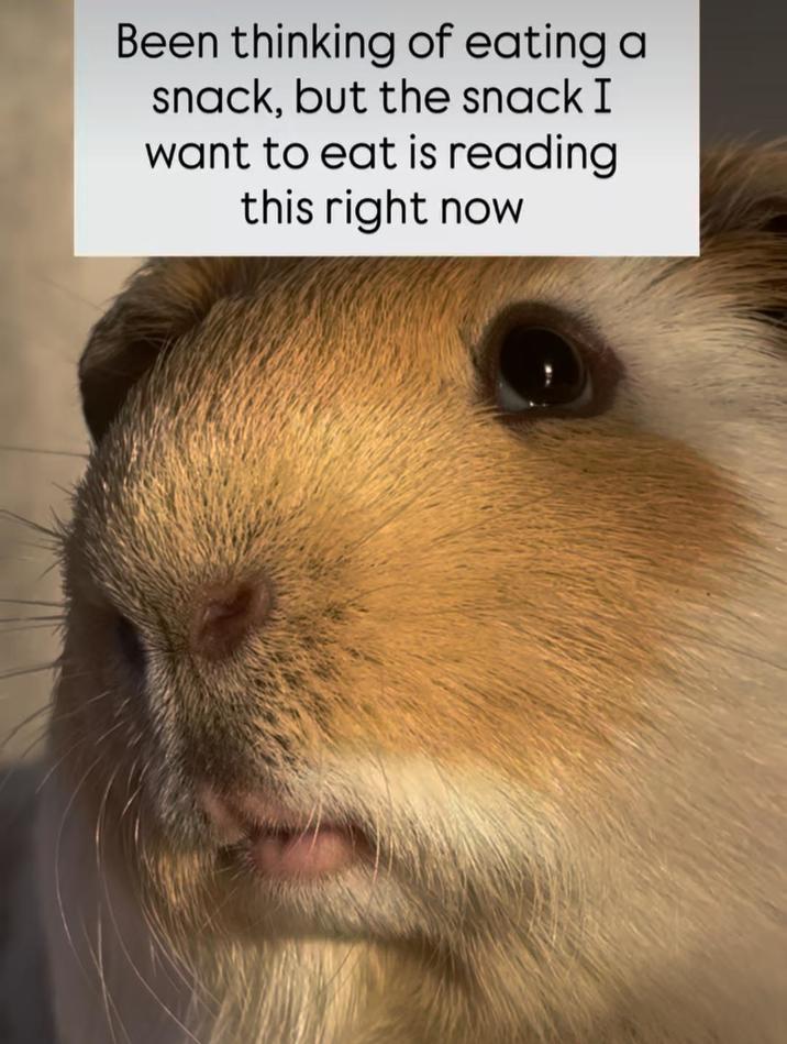 Been thinking of eating a snack, but the snack I want to eat is reading this right now