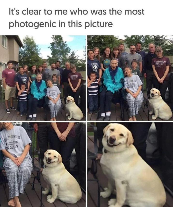 TE MOUNTIN WOLVES It's clear to me who was the most photogenic in this picture WOLTS