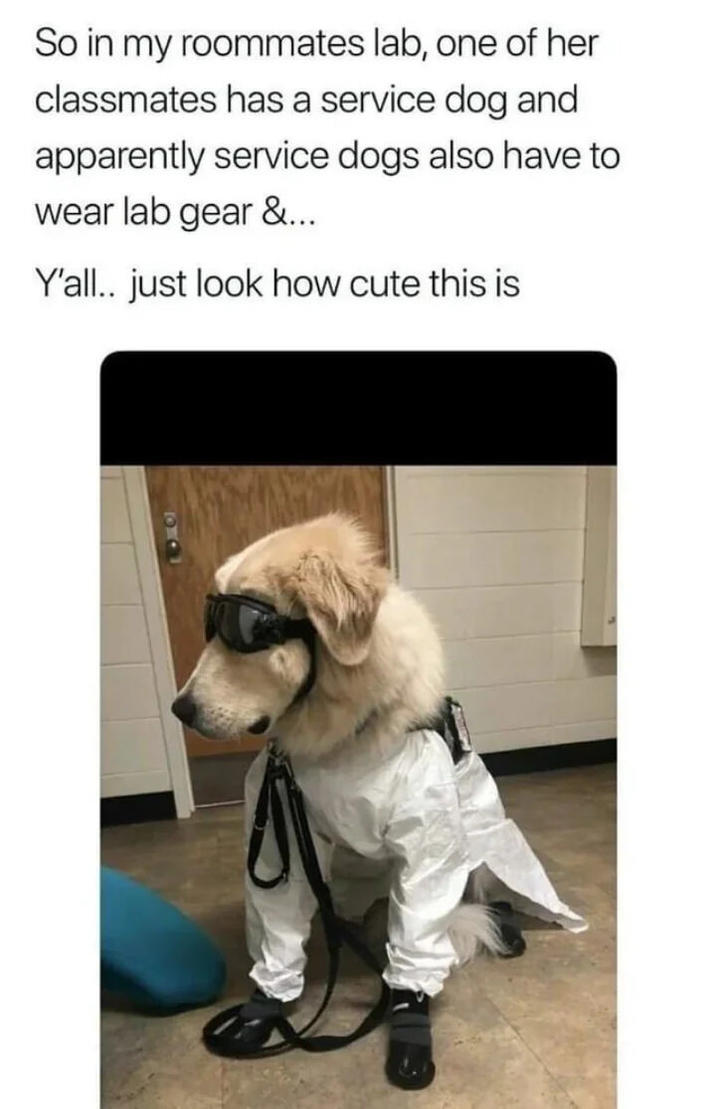 So in my roommates lab, one of her classmates has a service dog and apparently service dogs also have to wear lab gear &... Y'all.. just look how cute this is