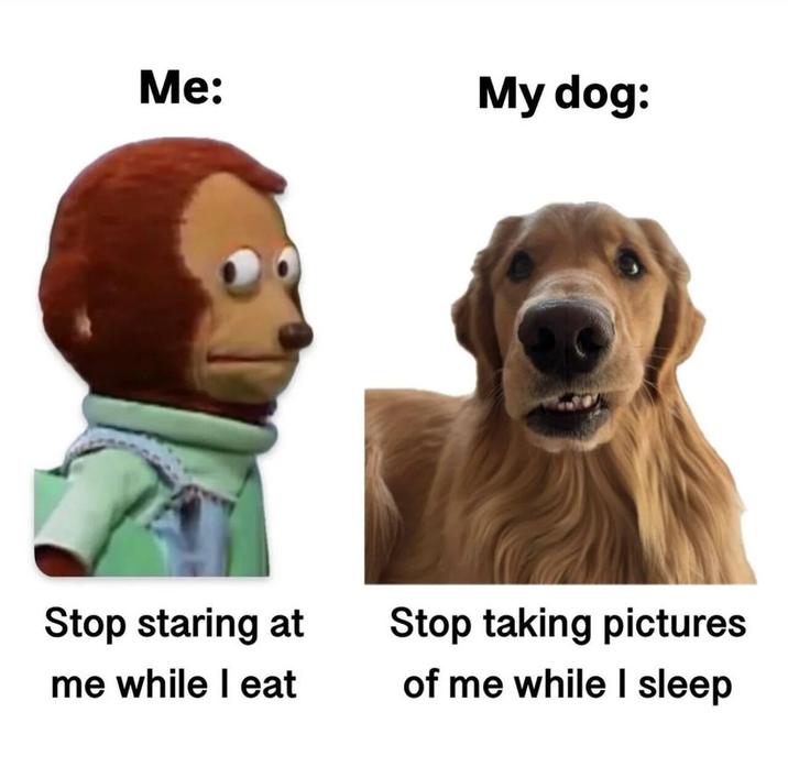 Me: My dog: Stop staring at me while I eat Stop taking pictures of me while I sleep