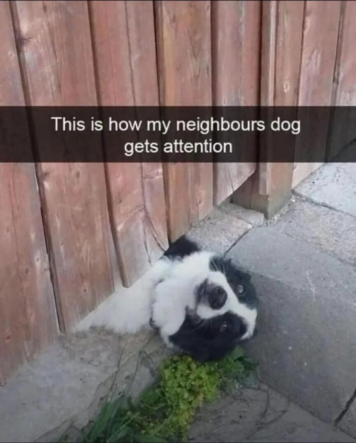 This is how my neighbours dog gets attention