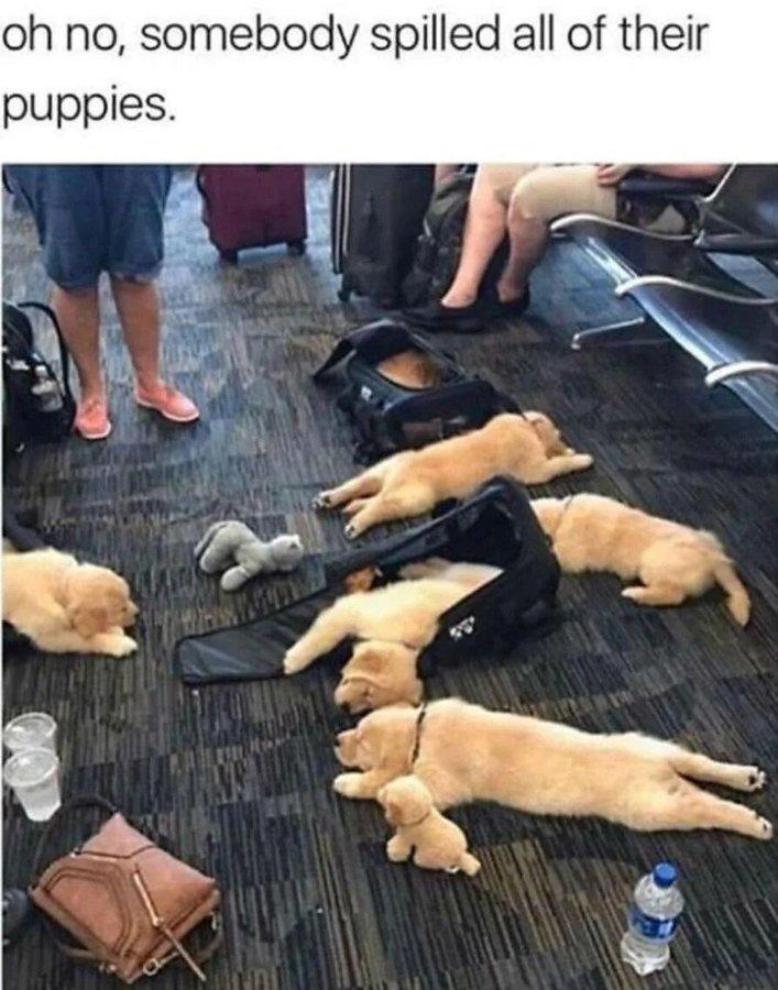 oh no, somebody spilled all of their puppies.