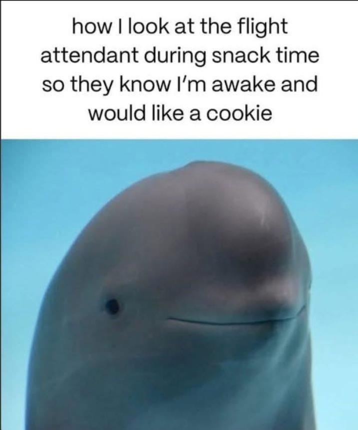 how I look at the flight attendant during snack time so they know I'm awake and would like a cookie