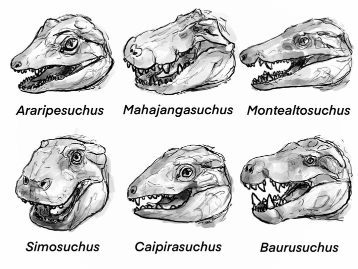 Araripesuchus Mahajangasuchus Montealtosuchus Simosuchus ང་ལ་ Caipirasuchus Baurusuchus