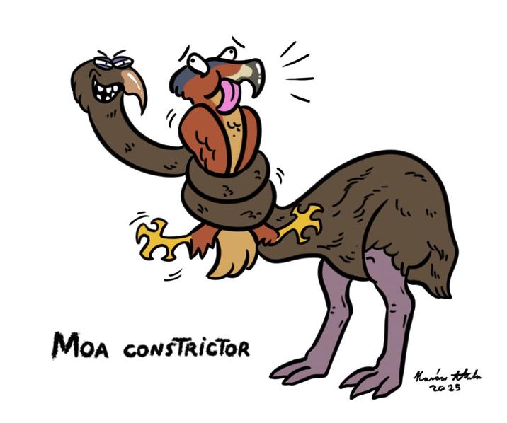 MOA CONSTRICTOR Kavas Atla 2025