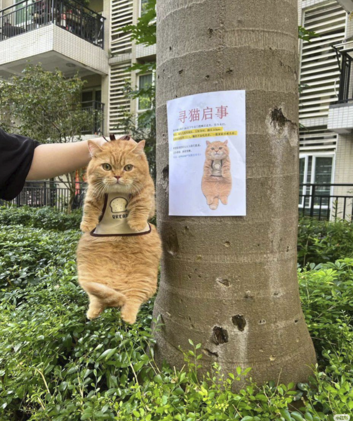 BREAP 寻猫启事 案中情长干謎日下午出口摆摊后走失,至今未知。 主室化者提胥口巨大,绿的不如吃的多,一般家庭为成负荷。 2068. AZ19. *号 小红书