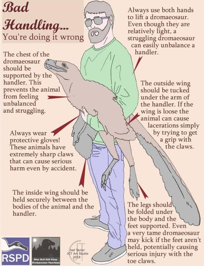 Bad Handling... You're doing it wrong The chest of the dromaeosaur should be supported by the handler. This prevents the animal from feeling unbalanced and struggling. Always wear protective gloves! These animals have extremely sharp claws that can cause serious harm even by accident. Always use both hands to lift a dromaeosaur. Even though they are relatively light, a struggling dromaeosaur can easily unbalance a handler. The outside wing should be tucked under the arm of the handler. If the wing is loose the animal can cause lacerations simply by trying to get a grip with the claws. The inside wing should be held securely between the bodies of the animal and the handler. RSPD Blue Bell Hill Farm Dromacosaur Sanctuary Jed Taylor JCT Art Studio 2018 The legs should be folded under the body and the feet supported. Even a very tame dromaeosaur may kick if the feet aren't held, potentially causing serious injury with the toe claws.