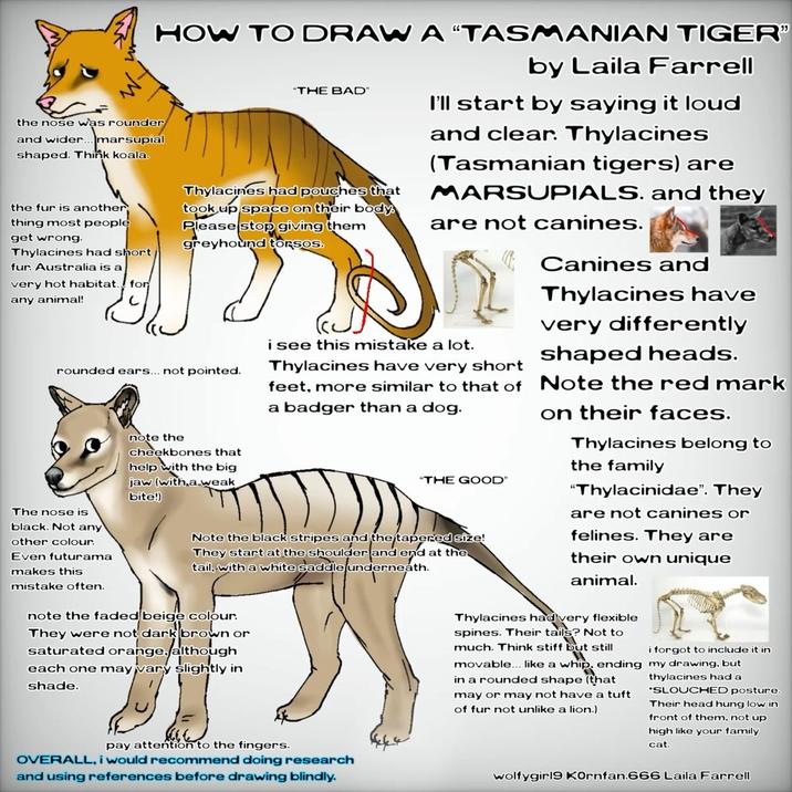 HOW TO DRAW A "TASMANIAN TIGER” the nose was rounder and wider...marsupial shaped. Think koala. the fur is another thing most people get wrong. Thylacines had short/ fur. Australia is a very hot habitat. any animal! for "THE BAD" Thylacines had pouches that took up space on their body. Please stop giving them greyhound torsos. rounded ears... not pointed. The nose is black. Not any other colour. Even futurama makes this mistake often. note the cheekbones that help with the big jaw (with a weak bite!) by Laila Farrell I'll start by saying it loud and clear. Thylacines (Tasmanian tigers) are MARSUPIALS. and they are not canines. i see this mistake a lot. Thylacines have very short feet, more similar to that of a badger than a dog. "THE GOOD" Note the black stripes and the tapered size! They start at the shoulder and end at the tail, with a white saddle underneath. Canines and Thylacines have very differently shaped heads. Note the red mark on their faces. Thylacines belong to the family "Thylacinidae". They are not canines or felines. They are their own unique animal. note the faded beige colour. They were not dark brown or saturated orange, although each one may vary slightly in shade. pay attention to the fingers. OVERALL, i would recommend doing research and using references before drawing blindly. Thylacines had very flexible spines. Their tails? Not to much. Think stiff but still movable... like a whip, ending in a rounded shape (that may or may not have a tuft of fur not unlike a lion.) i forgot to include it in my drawing, but thylacines had a "SLOUCHED posture. Their head hung low in front of them, not up high like your family cat. wolfygirl9 Kornfan.666 Laila Farrell
