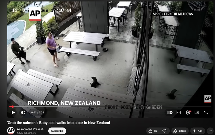 + ГМОЛАМ Энт 11-30-2 Sun 1 18:44 AP SPRIG+FERN THE MEADOWS AP RICHMOND, NEW ZEALAND FRONT DOOR BEER GARDEN HD 0:01 / 1:23 CC < > R 'Grab the salmon!': Baby seal walks into a bar in New Zealand AP Associated Press Subscribe 4.17M subscribers 1K д Share Ask لا