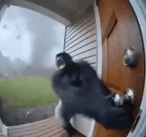 A "GIF":https://knowyourmeme.com/memes/cultures/gif of a "monkey":https://knowyourmeme.com/memes/monkeys-apes or gorilla flying into a tornado, which was generated using "Sora AI":https://knowyourmeme.com/memes/sites/sora-openai.