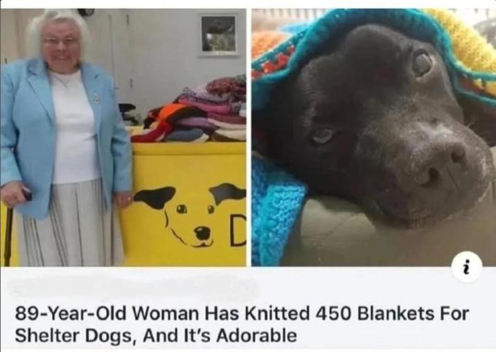 i 89-Year-Old Woman Has Knitted 450 Blankets For Shelter Dogs, And It's Adorable