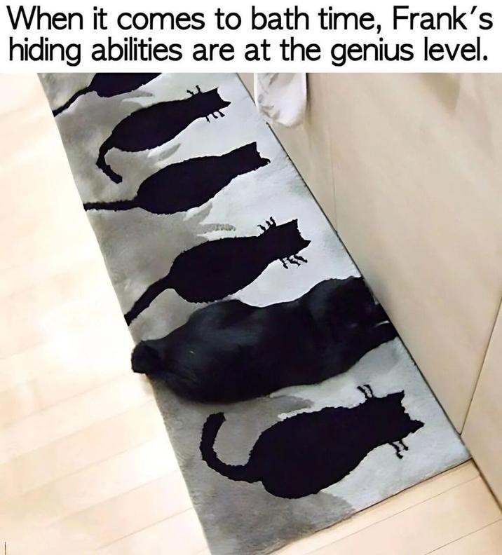 When it comes to bath time, Frank's hiding abilities are at the genius level.