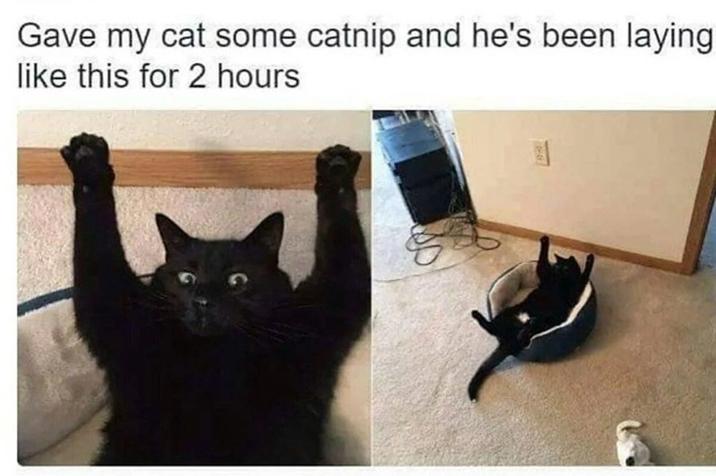 PERK Gave my cat some catnip and he's been laying like this for 2 hours