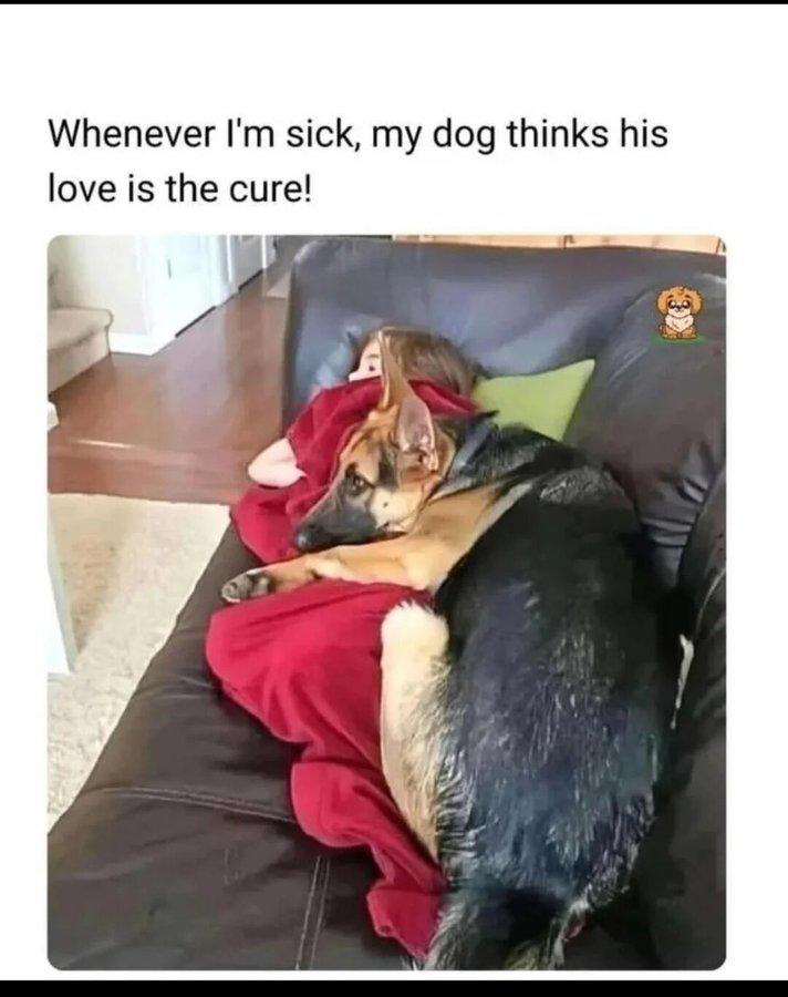 Whenever I'm sick, my dog thinks his love is the cure!