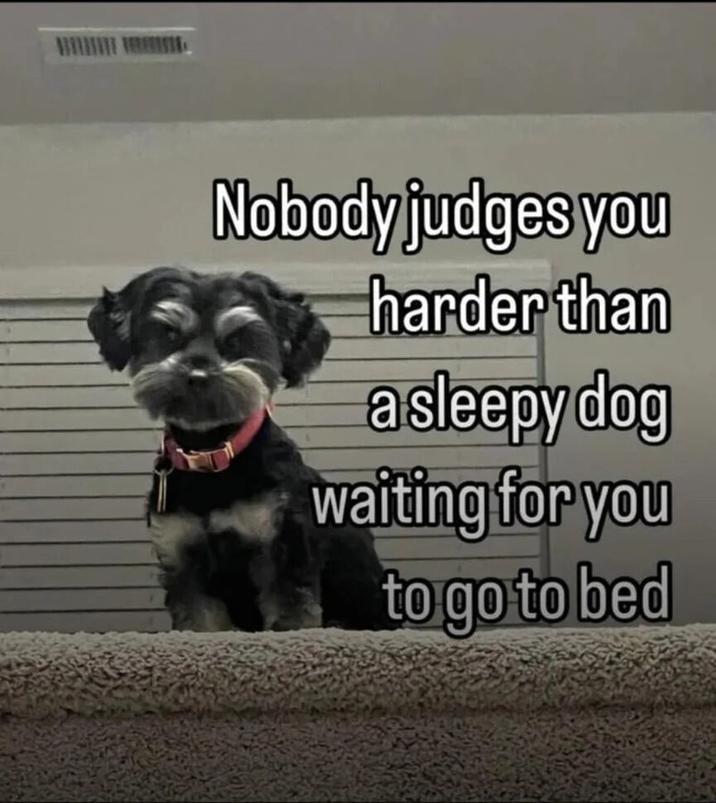 Nobody judges you harder than a sleepy dog waiting for you to go to bed