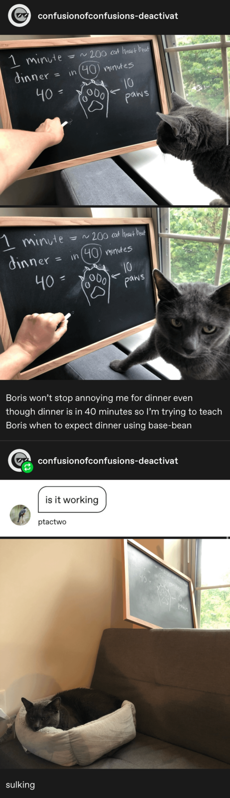 confusionofconfusions-deactivat 1 minute dinner = ~200 cat heart beat = in 40 minutes 40 = 000 10 paws 1 minute dinner 40 = 000 = = ~200 cat heart beat in (40) minutes 10 paws Boris won't stop annoying me for dinner even though dinner is in 40 minutes so I'm trying to teach Boris when to expect dinner using base-bean Coa confusionofconfusions-deactivat is it working ptactwo sulking Ve=~200 cat heart beat Mer= 40= 10 Paws