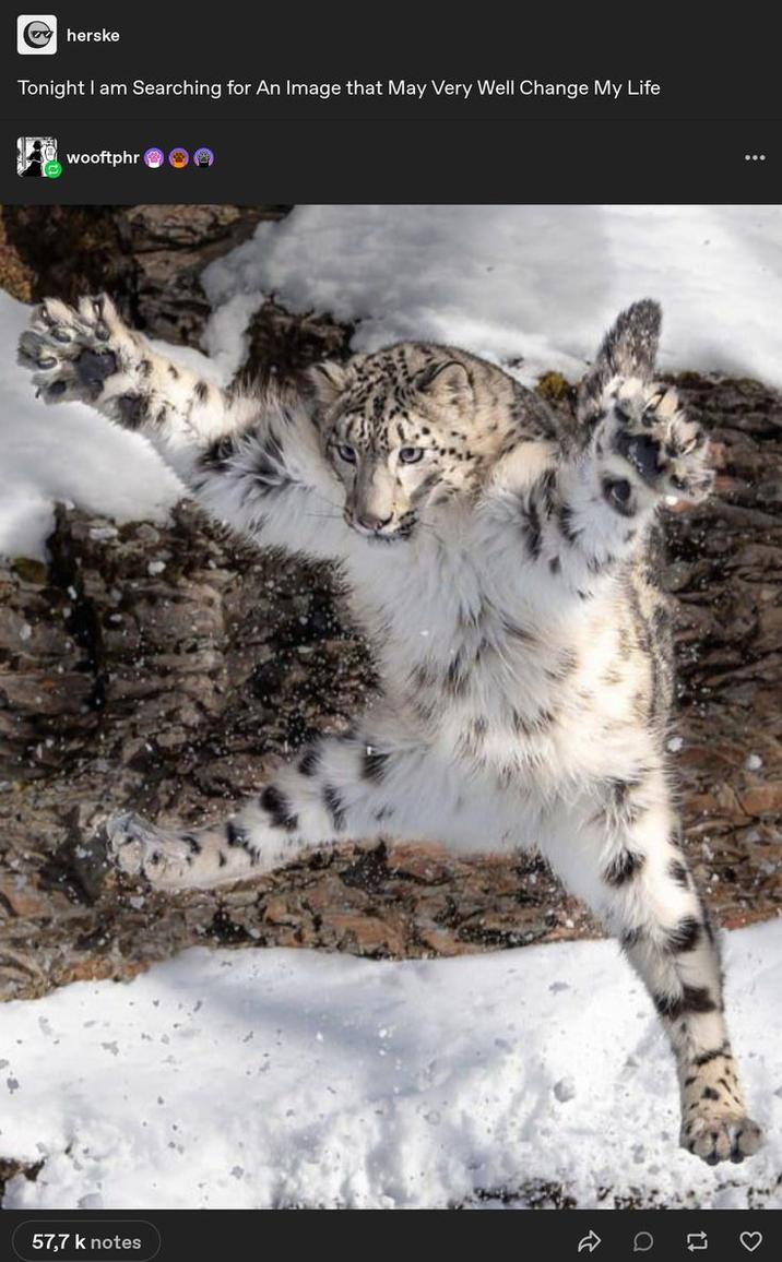 57,7 k notes herske Tonight I am Searching for An Image that May Very Well Change My Life wooftphr 3