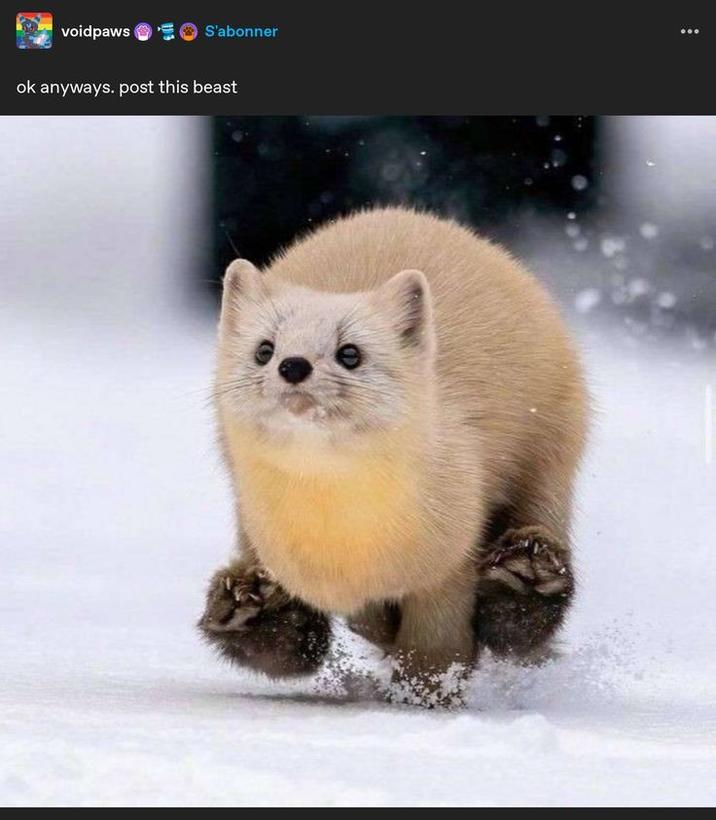 voidpaws S'abonner ok anyways. post this beast