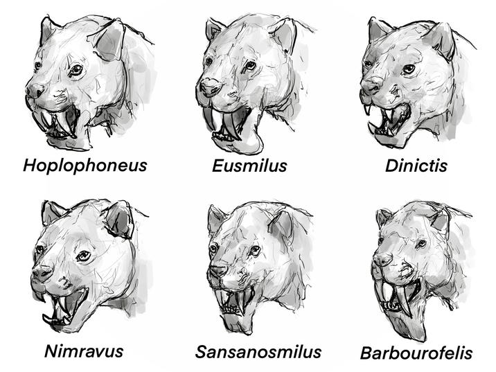 Вол Hoplophoneus Eusmilus Dinictis Nimravus Sansanosmilus Barbourofelis