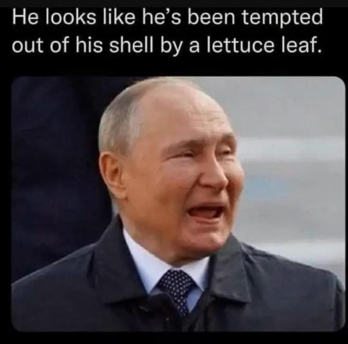 He looks like he's been tempted out of his shell by a lettuce leaf.