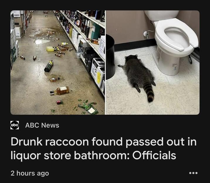 abc ABC News Drunk raccoon found passed out in liquor store bathroom: Officials 2 hours ago