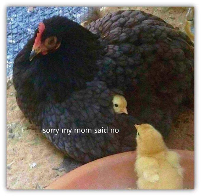 sorry my mom said no