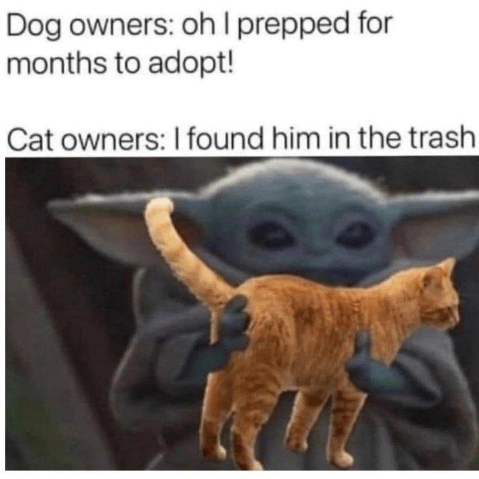 Dog owners: oh I prepped for months to adopt! Cat owners: I found him in the trash