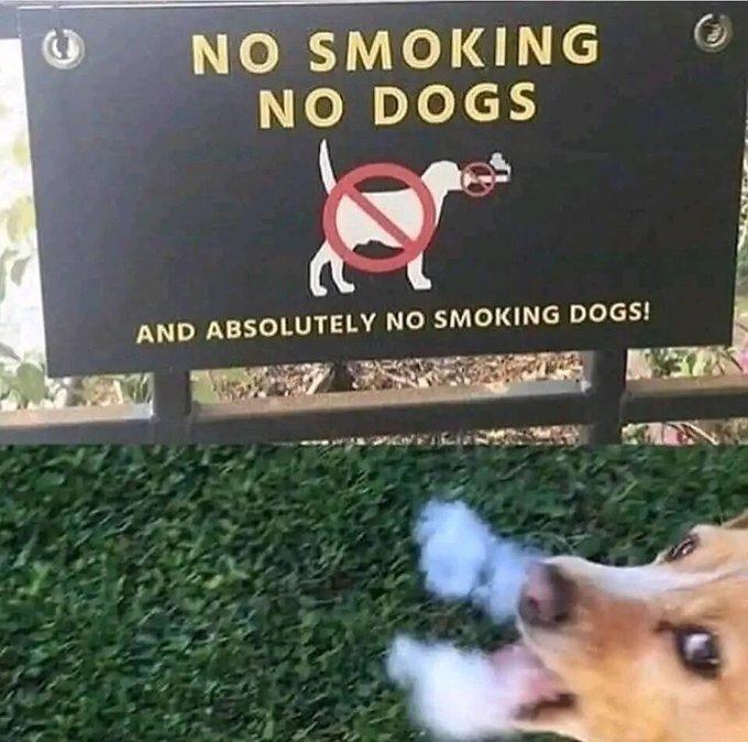 © NO SMOKING NO DOGS AND ABSOLUTELY NO SMOKING DOGS!