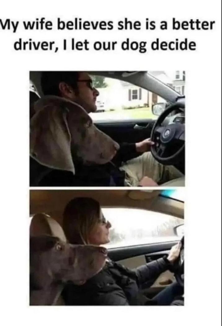 My wife believes she is a better driver, I let our dog decide