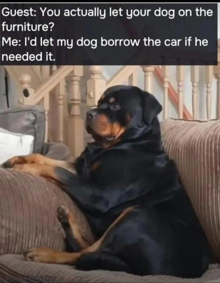 Guest: You actually let your dog on the furniture? Me: I'd let my dog borrow the car if he needed it. Rottweiler Nation