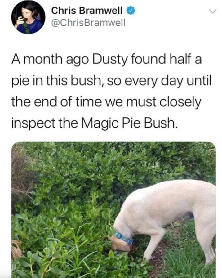Chris Bramwell @ChrisBramwell > A month ago Dusty found half a pie in this bush, so every day until the end of time we must closely inspect the Magic Pie Bush.