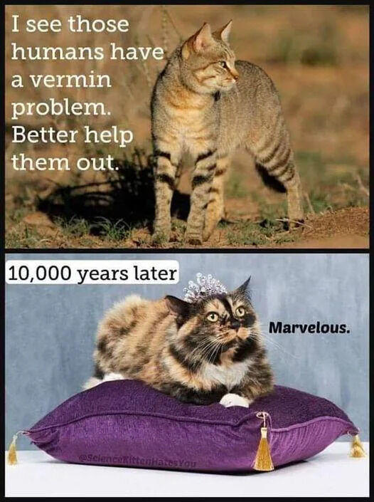 I see those humans have a vermin problem. Better help them out. 10,000 years later ScienceKit Hates You Marvelous.