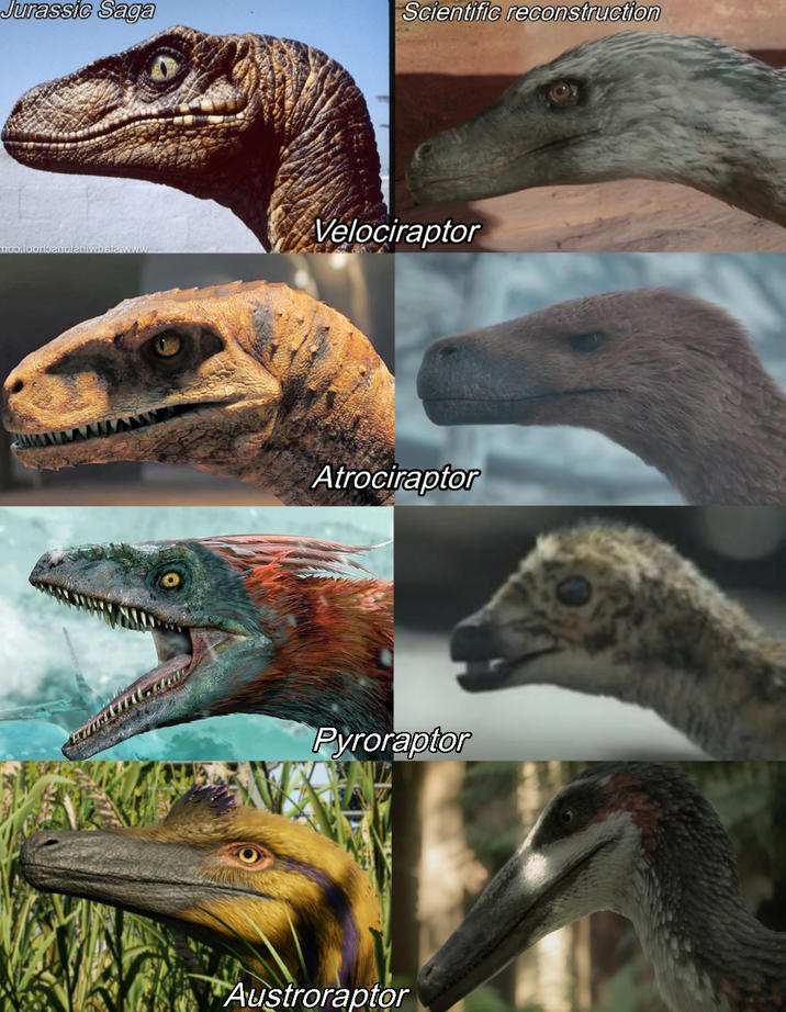 Jurassic Saga Scientific reconstruction Velociraptor Atrociraptor Pyroraptor Austroraptor