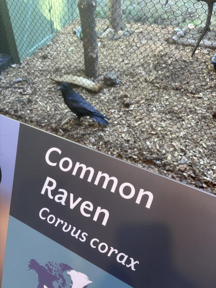 Common Raven Corvus corax