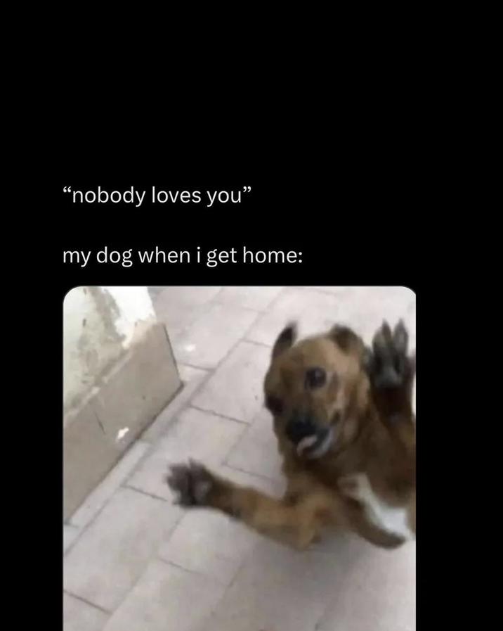 "nobody loves you" my dog when i get home: