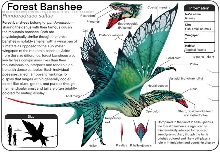 Forest Banshee Pandoradraco saltus Forest banshees belong to pandoradraco- sharing the genus with their famous cousin the mountain banshee. Both are physiologically similar though the forest banshee is notably smaller with a wingspan of 7 meters as opposed to the 13.9 meter wingspan of the mountain banshee. Aside from the size difference, forest banshees also live far less conspicuous lives than their mountainous counterparts and tend to hide beneath dense canopies. Each individual posessesvaried flamboyant markings for display that ranges within generally cooler colors like blues, greens, and purples though the mandibular crest and tail are often brightly colored for mating display. Rostrodon Primaries Ectroterygoids (Palatines) Cell Posterior margins Im Size A--- margin- Hallux Coastal margins Information Na'vi name Ikranay Diet Fish, small animals Wingspan 7m Habitat Tropical forests Pollal crest @parulidart Pollex Vestigial branchiae (gills) Neural queues Naris Operculum Respiratory exit P. saltus P. hallelujaensis Sharp, obsidian-like teeth and rostrodontae Compared to the tail of P. hallelujaensis, the forest banshee's is significantly thinner-likely adapted for reduced aerodynamic drag; though the tail is brightly colored and likely still plays a role in intimidation and courtship display.