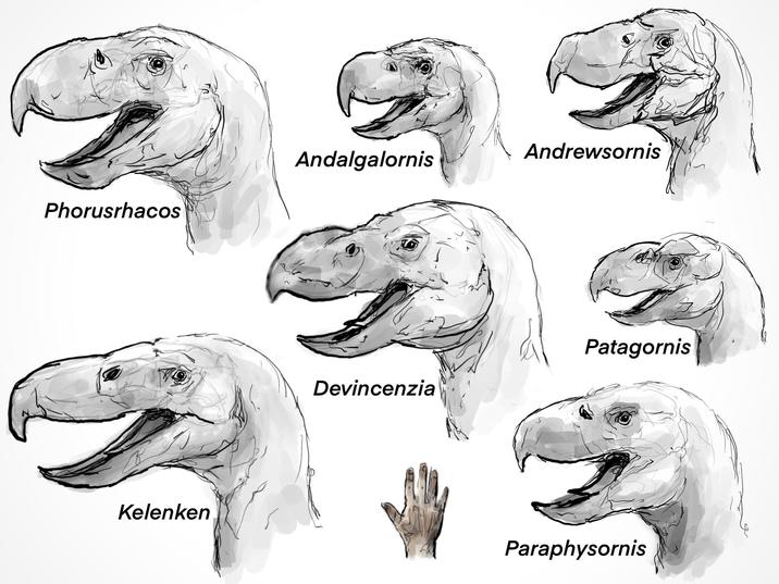 Andrewsornis Andalgalornis Phorusrhacos Kelenken Devincenzia Patagornis Paraphysornis