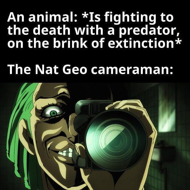 An animal: *Is fighting to the death with a predator, on the brink of extinction* The Nat Geo cameraman: