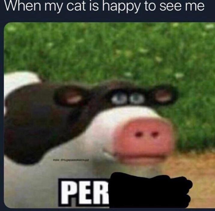 When my cat is happy to see me PER 53