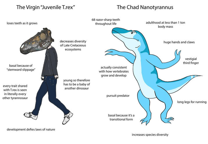 The Virgin "Juvenile T.rex" loses teeth as it grows decreases diversity of Late Cretaceous ecosystems The Chad Nanotyrannus 68 razor-sharp teeth throughout life basal because of "stemward slippage" every trait shared with T.rex is seen in literally every young so therefore has to be a baby of another dinosaur actually consistent with how vertebrates grow and develop pursuit predator other tyrannosaur development defies laws of nature basal because it's a transitional form adulthood at less than 1 ton body mass huge hands and claws increases species diversity vestigial third finger long legs for running