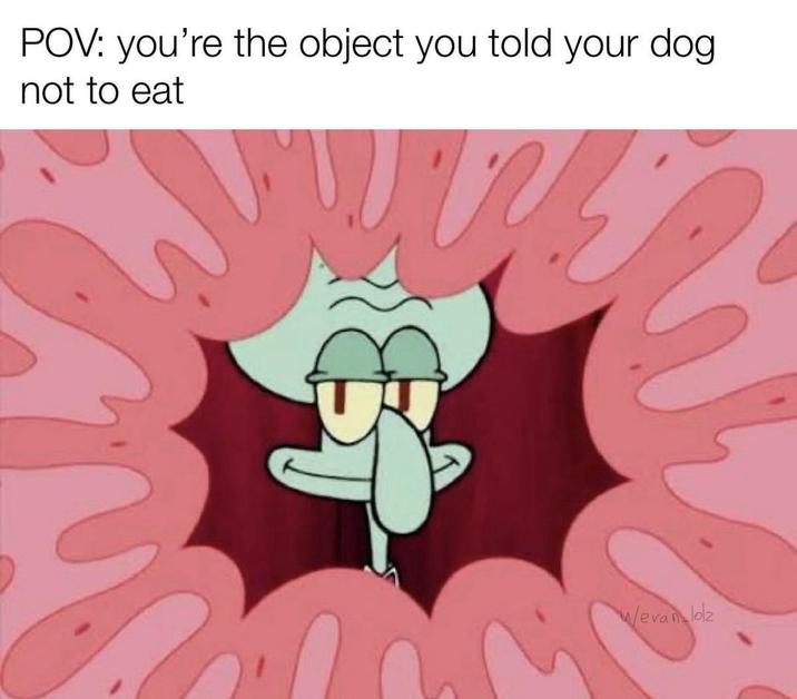 POV: you're the object you told your dog not to eat Wevan lolz