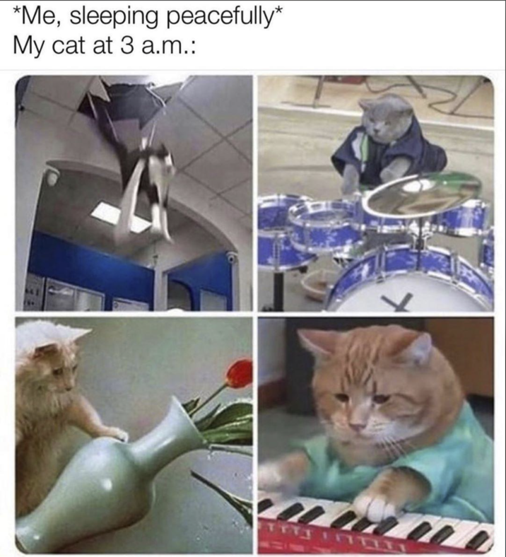 *Me, sleeping peacefully* My cat at 3 a.m.:
