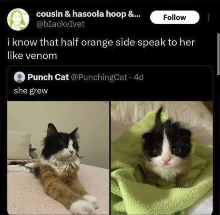 cousin & hasoola hoop &... @blackvIvet Follow i know that half orange side speak to her like venom Punch Cat @PunchingCat 4d she grew