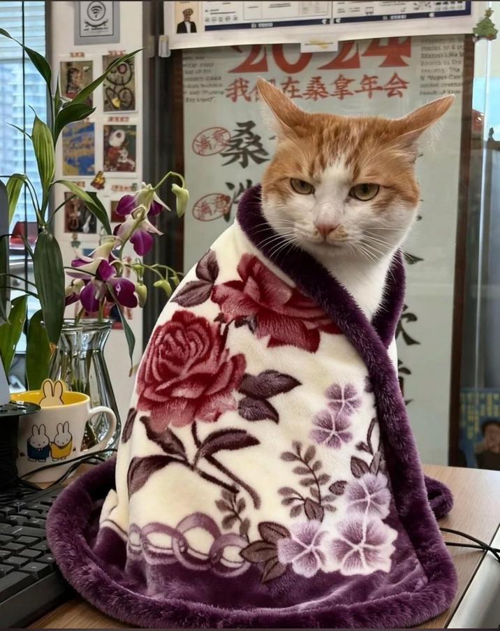 a 北 我们在桑拿年会 桑 surfet Da
