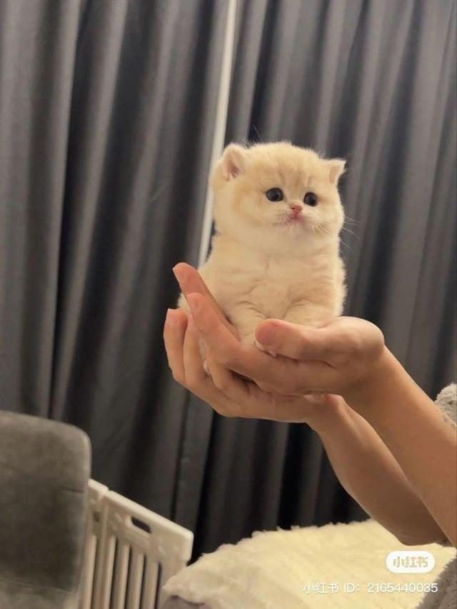 小红书 小红书ID:2165440035
