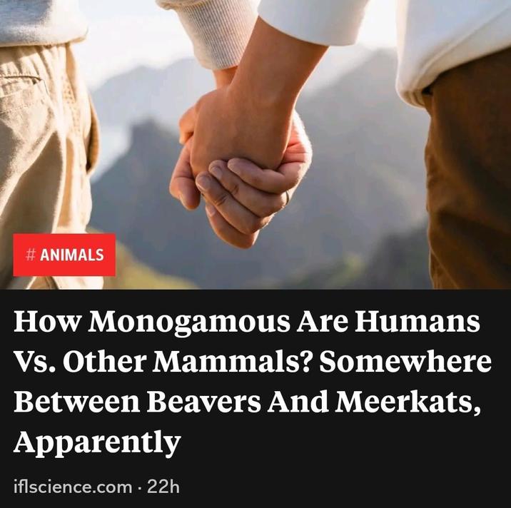 ANIMALS How Monogamous Are Humans Vs. Other Mammals? Somewhere Between Beavers And Meerkats, Apparently iflscience.com - 22h