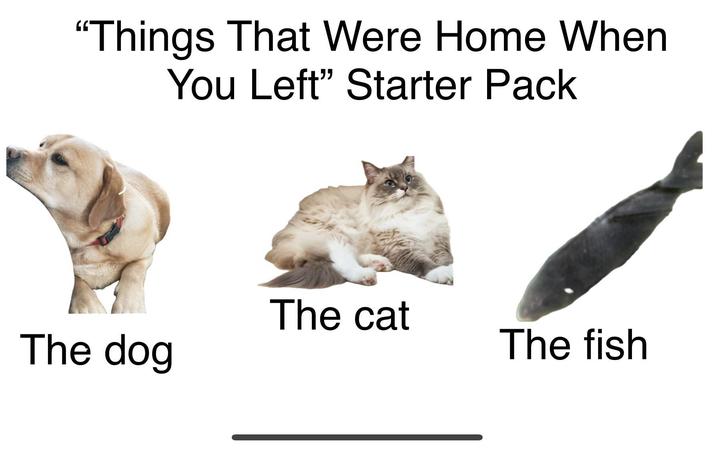 "Things That Were Home When You Left" Starter Pack The cat The dog The fish