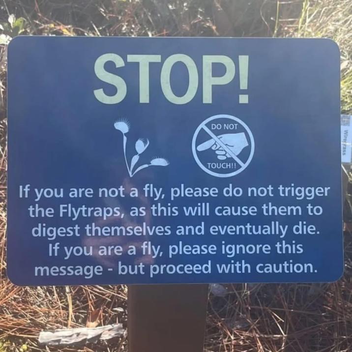 STOP! DO NOT Wiregrass TOUCH!! If you are not a fly, please do not trigger the Flytraps, as this will cause them to digest themselves and eventually die. If you are a fly, please ignore this message - but proceed with caution.